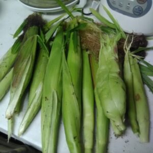 several ears of corn that were grown by Evelyn.