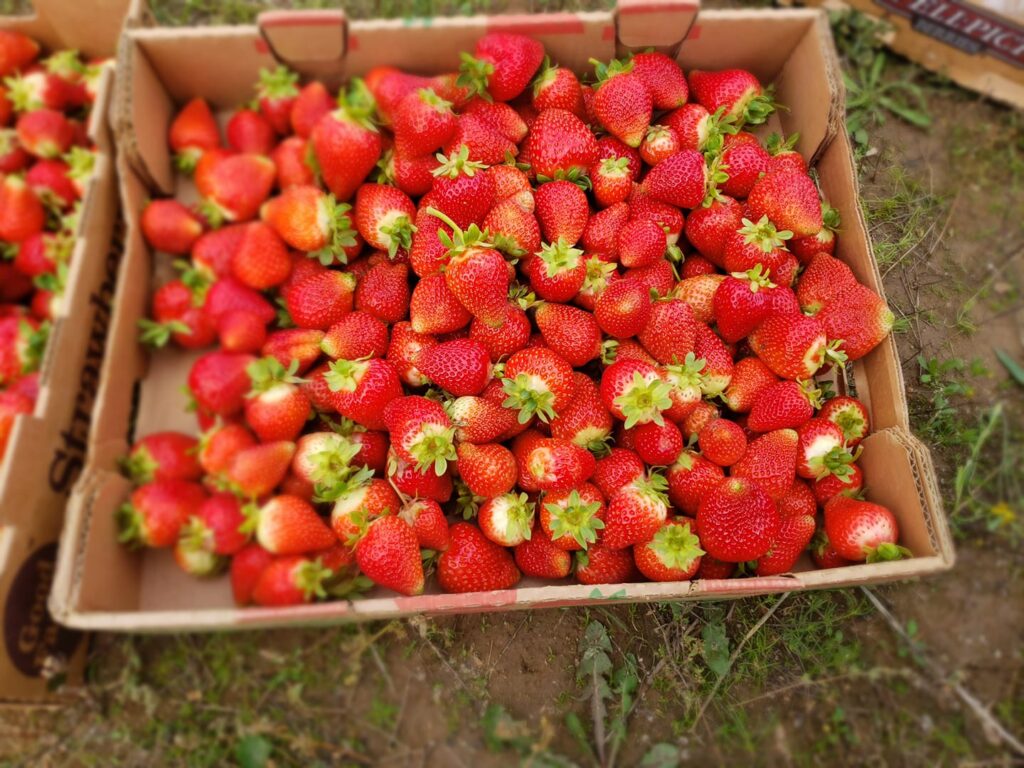 strawberries in a box