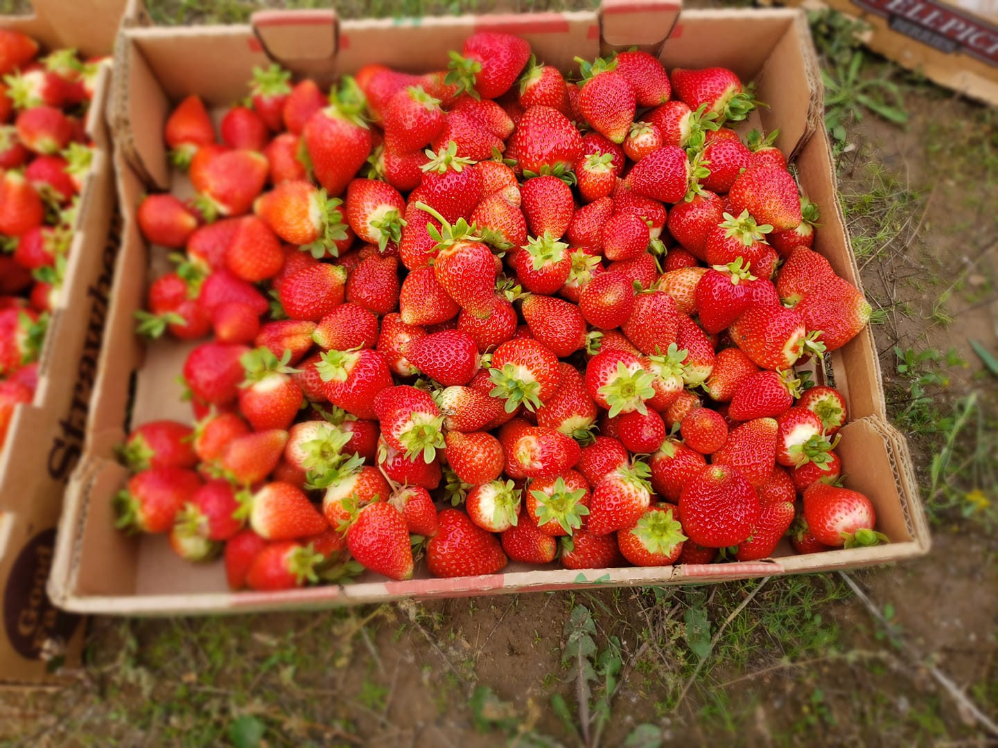 Bump Up Your Strawberry Production It Grows In Alaska