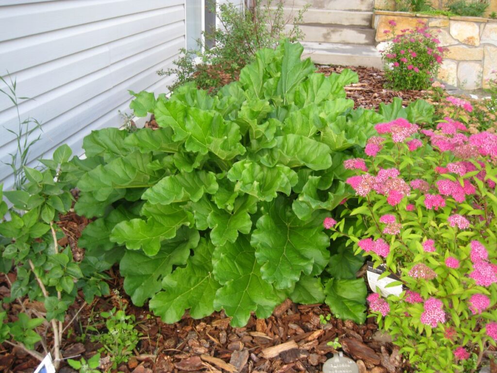rhubarb plant with pink flowers growing
