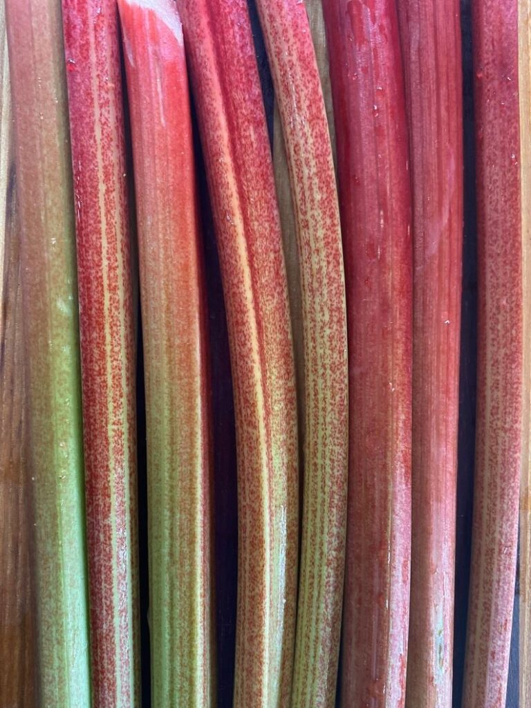 rhubarb lined up