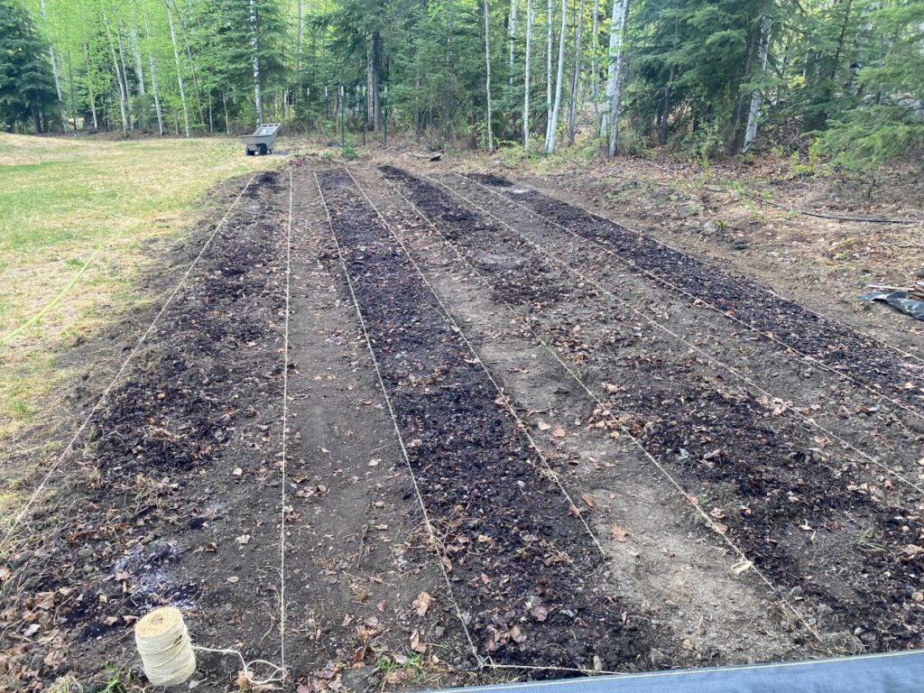 bare ground, beds lined out