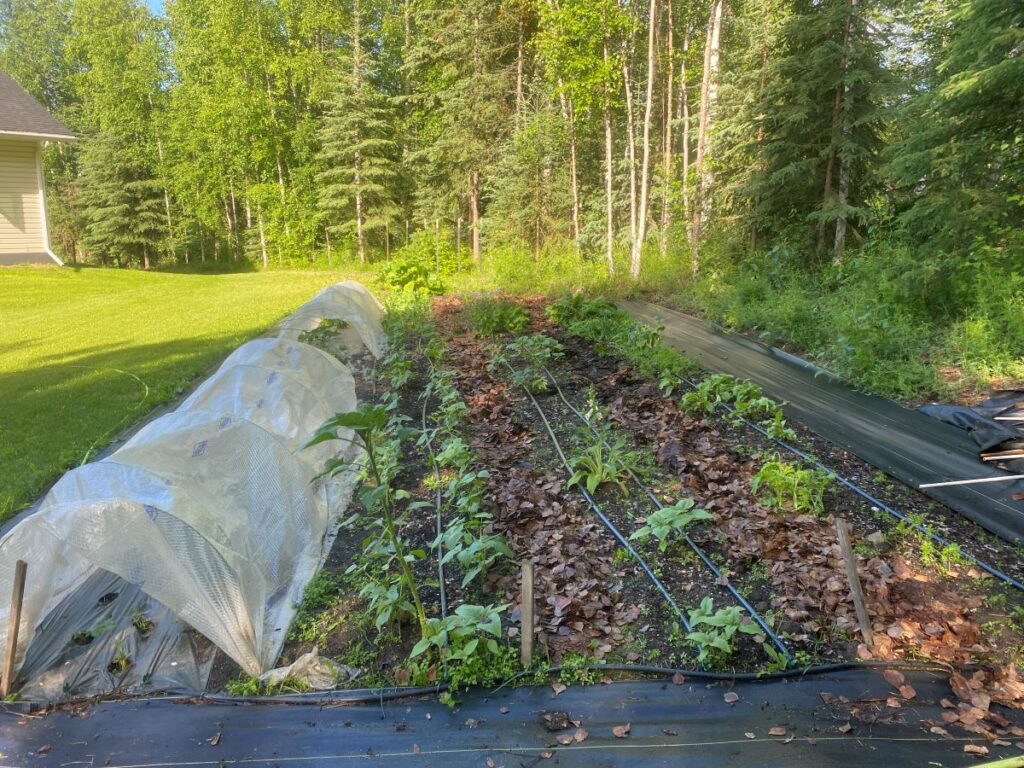 garden with tunnel and plants starting to grow