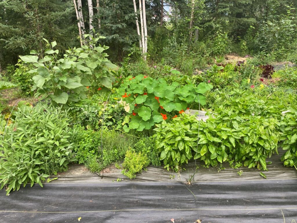 https://itgrowsinalaska.community.uaf.edu/wp-content/uploads/sites/859/2023/09/31-How-does-your-garden-grow-6-August-11-2023-wow-1024x768.jpg