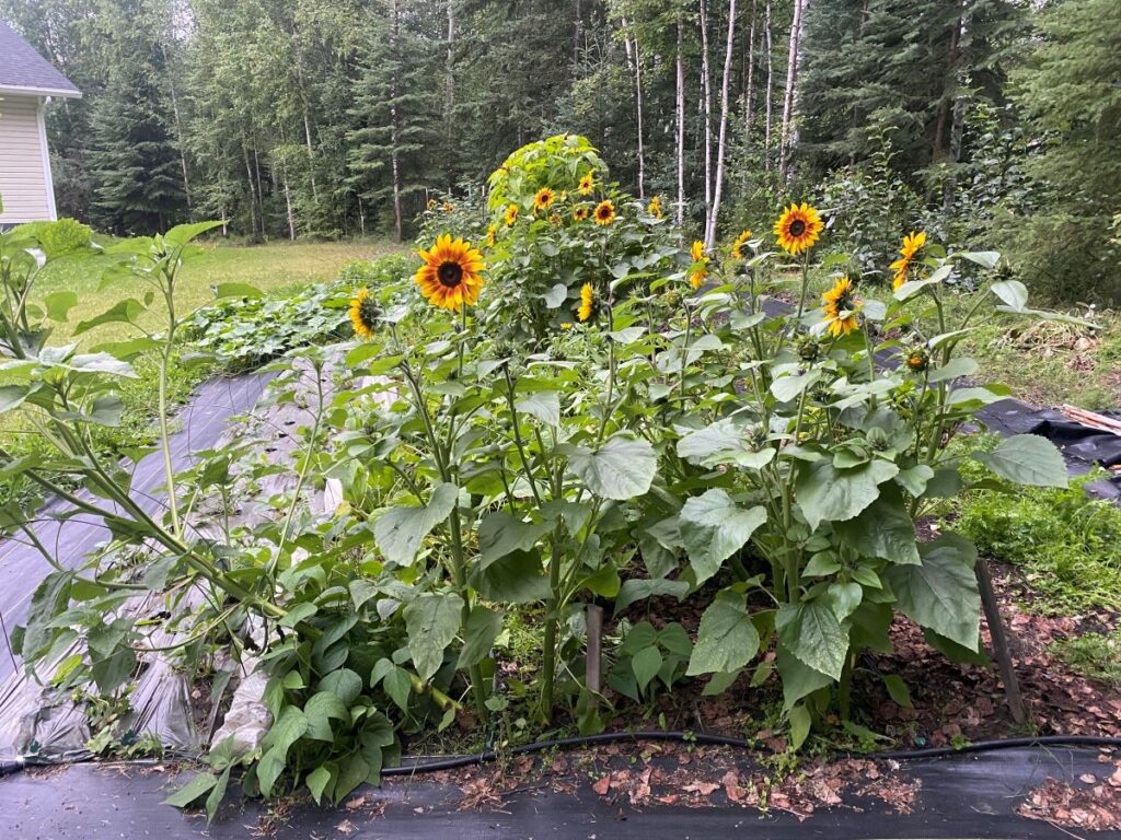 sunflowers growing and garden