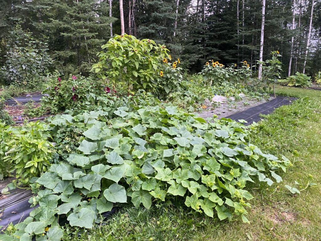 large cucumber plant, garden