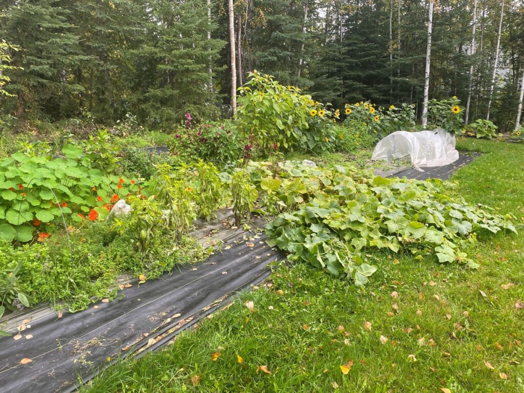 cucumber, nasturtiums, low tunnel in a garden.