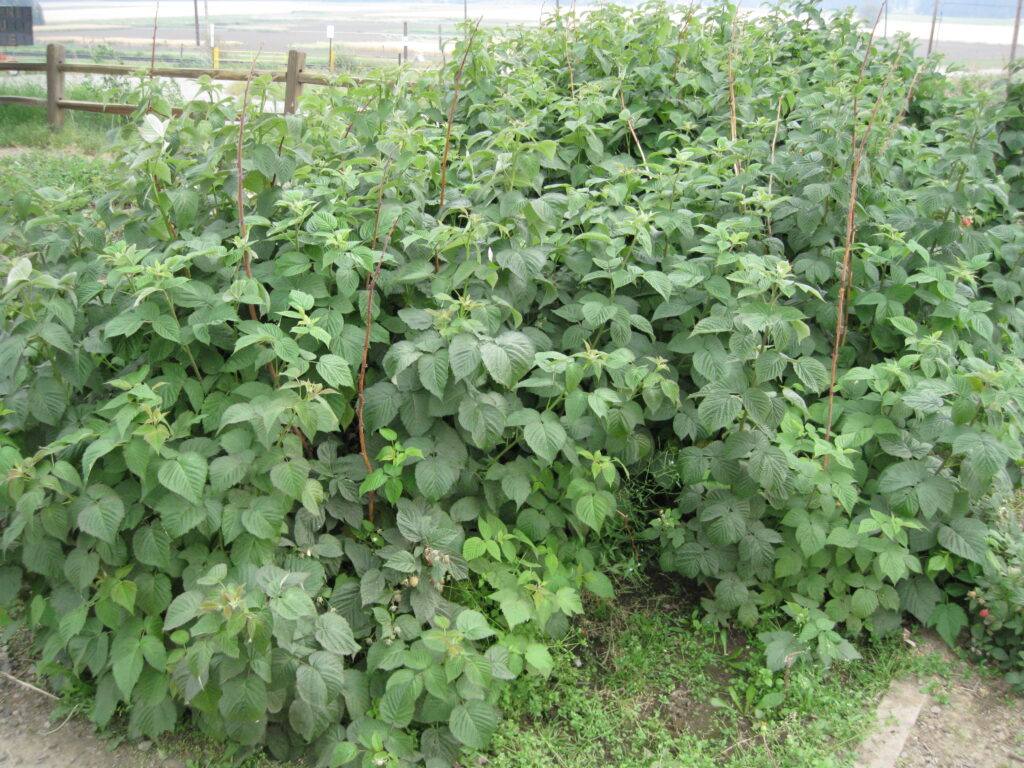 overgrown raspberry patch