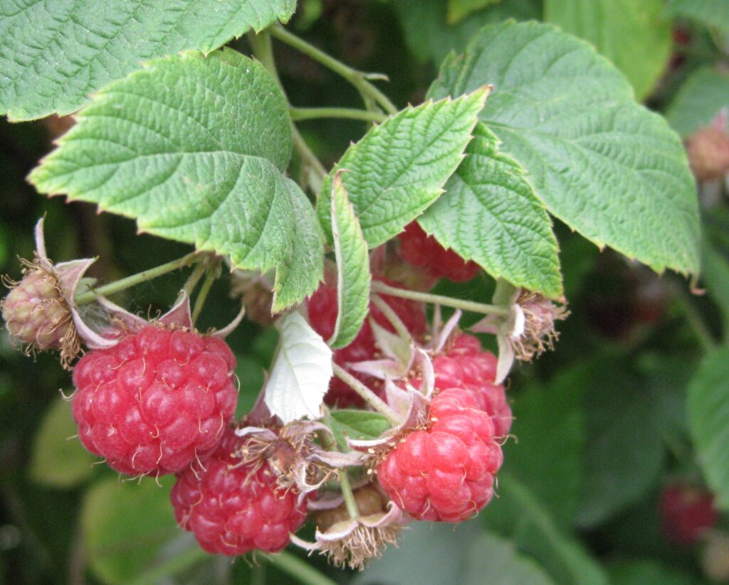 Red Mammoth Raspberry