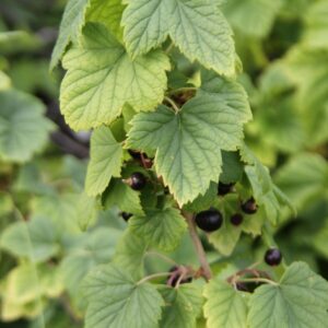 black currants growing closeup