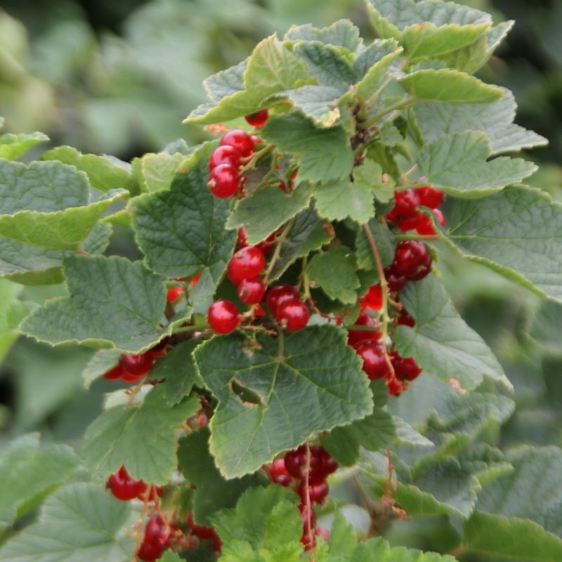 red currants growing closeup