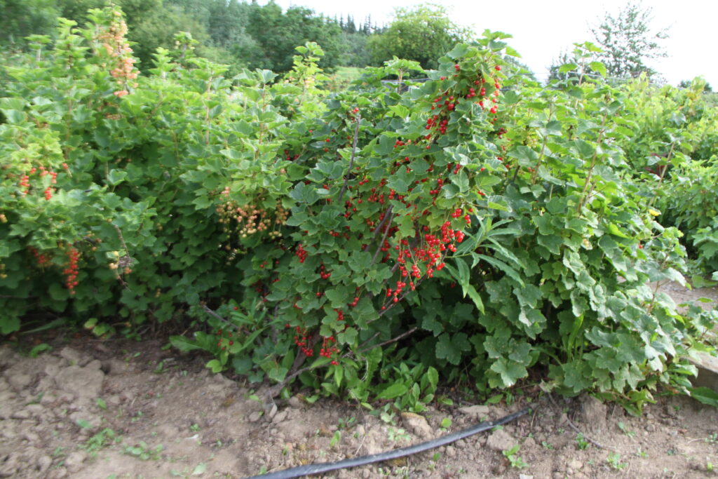 currant bushes with red currants and pink currants.