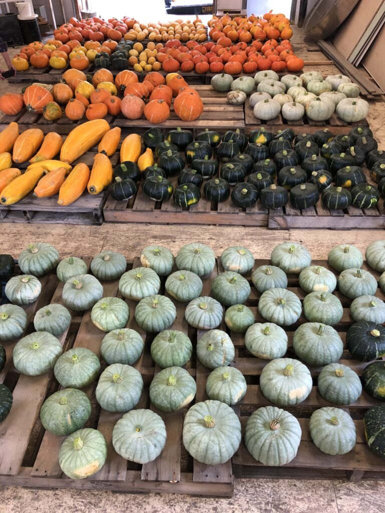various winter squash varieties curing, green orange and dark green