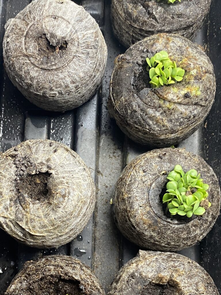 small basil seedlings coming up in peat pots