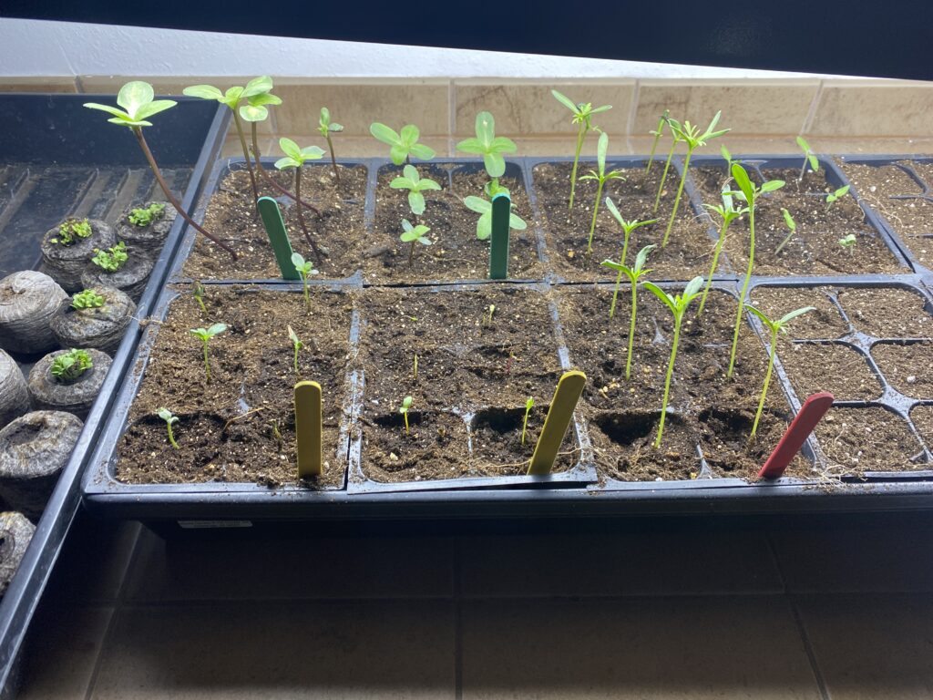 small plants coming up in seed starting flat with light above