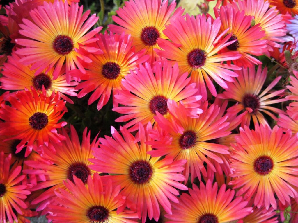 bright pink and orange flowers