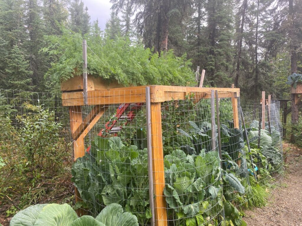 carrots in a sky box with brassicas