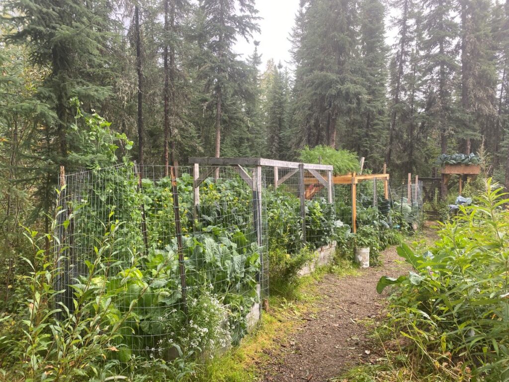 lush garden fenced in boreal forest