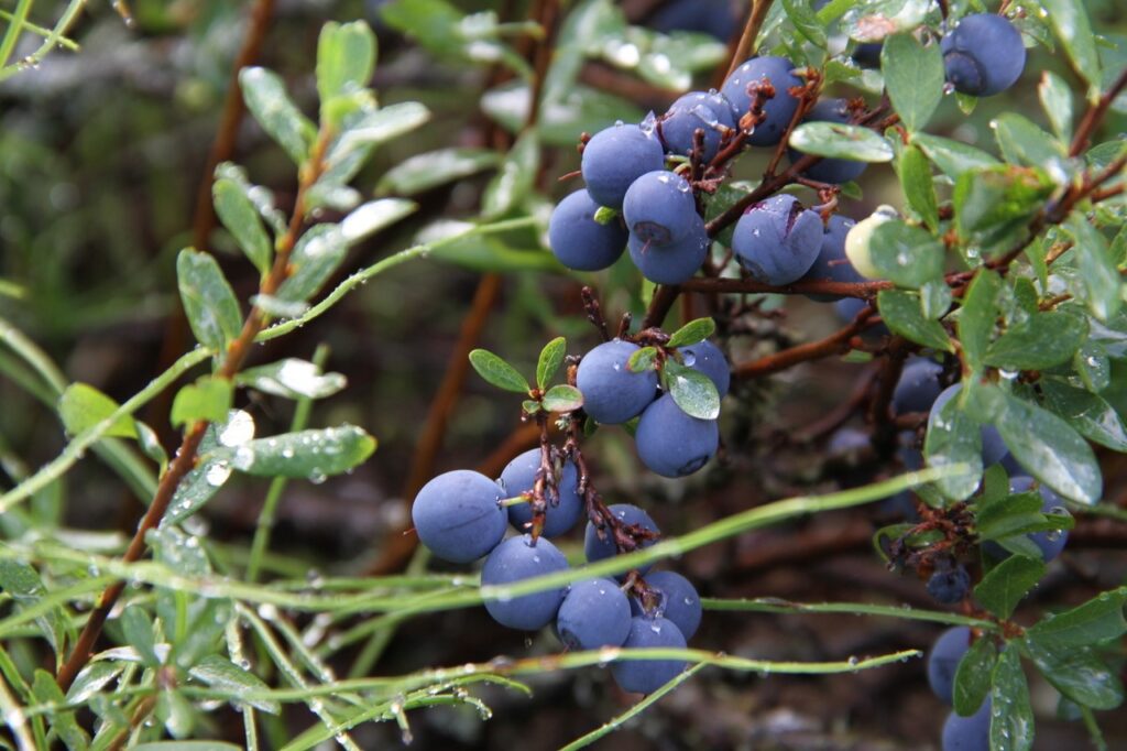 blueberries on bush