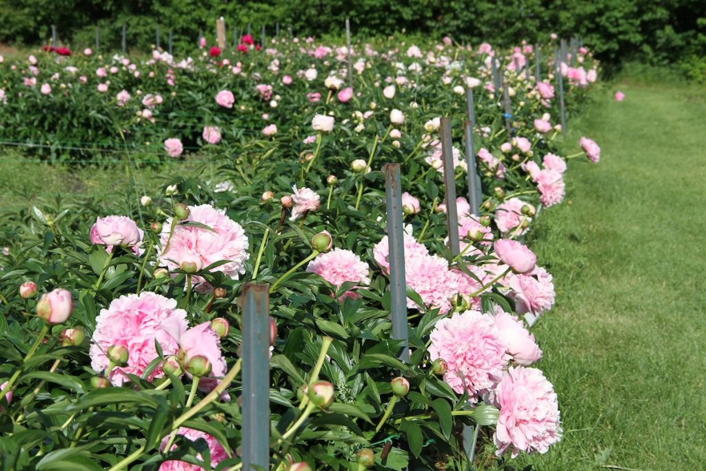 pink peonies blooming that are staked up.