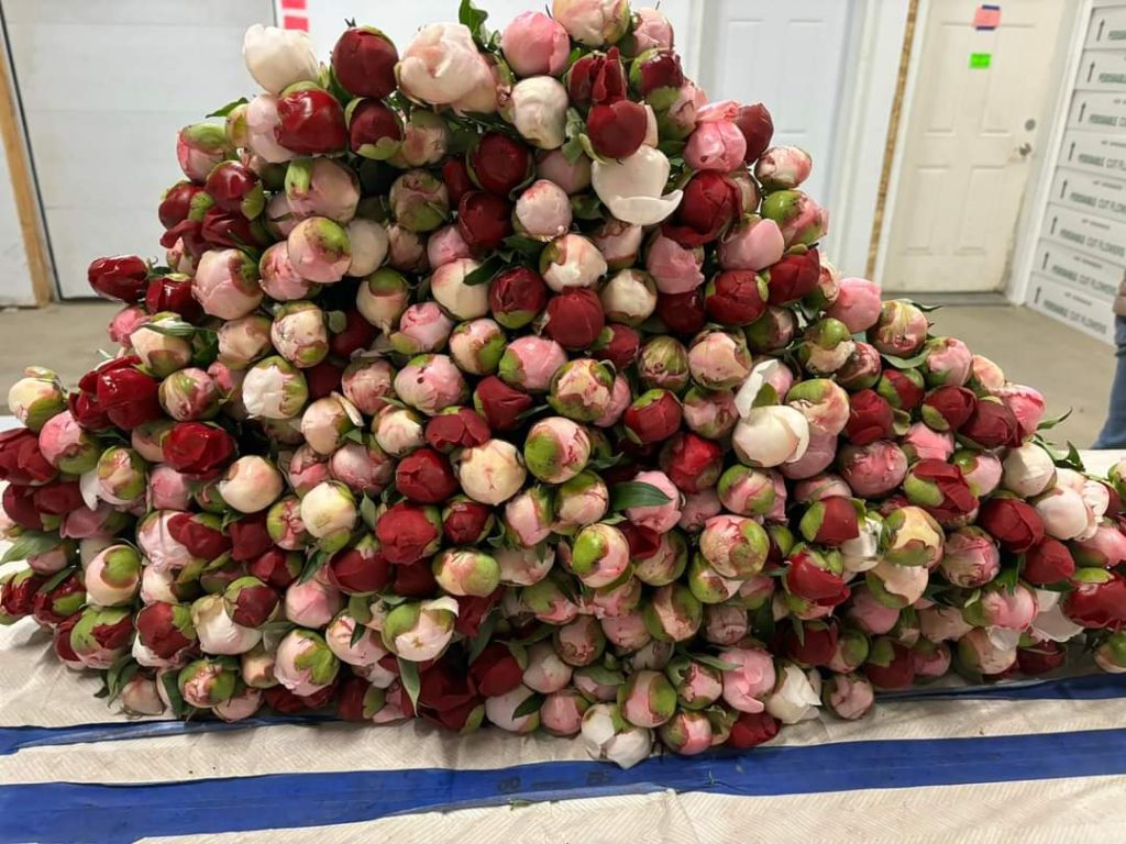 stacks of peony stems ready for shipment displayed