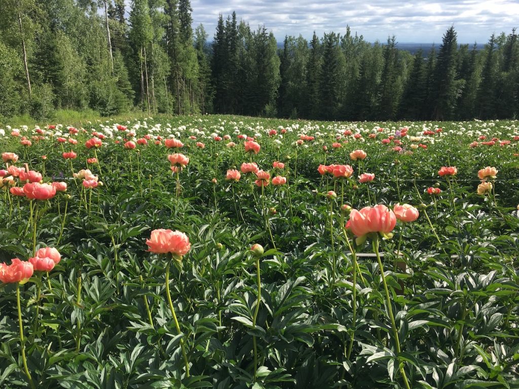 coral charm peonies blooming in a field