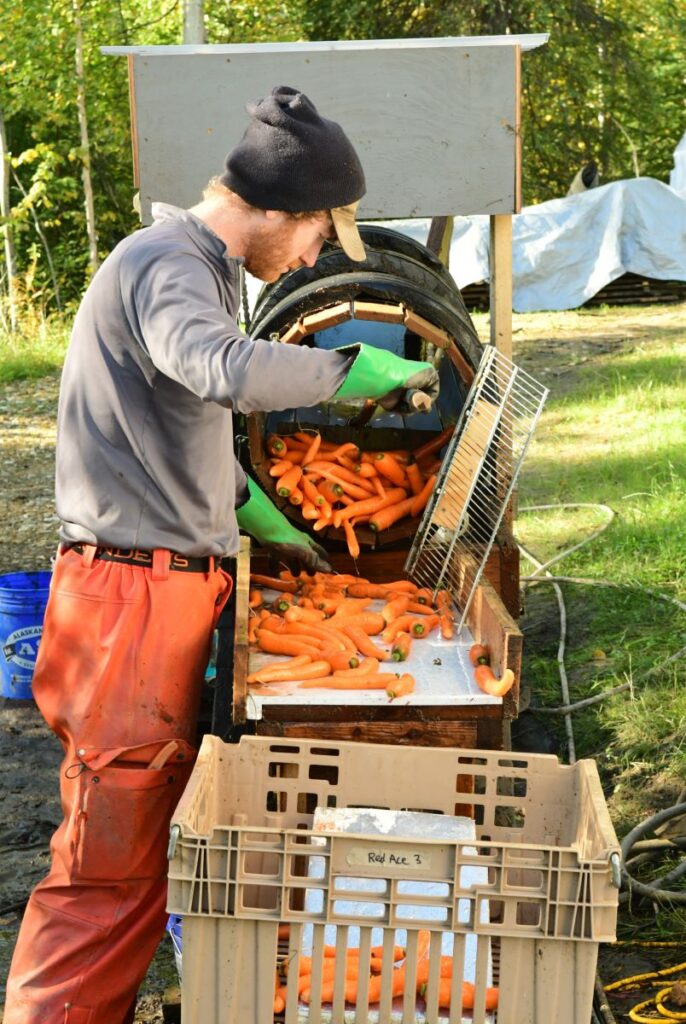 sam knapp in orange pants washing carrots in a barrel washer.