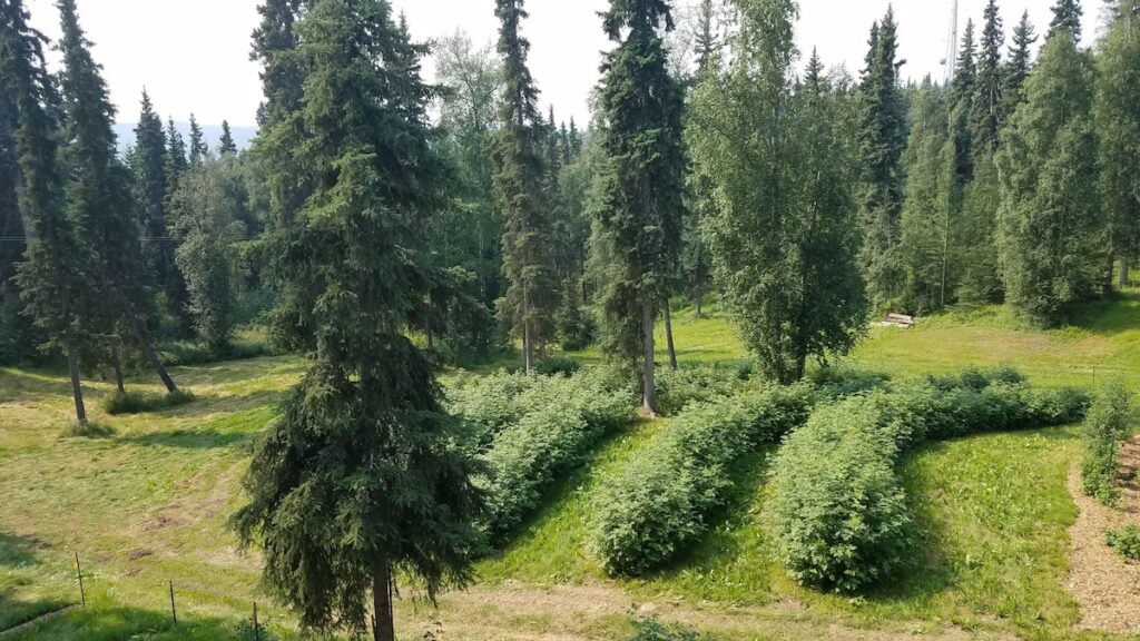 rows of raspberries at Porter Hill Farm