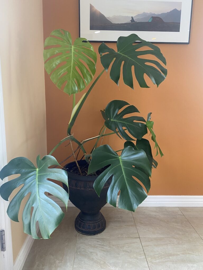 large monstera plant in brown pot against orange wall