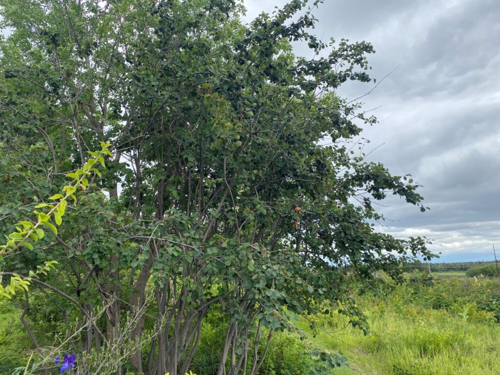 tall bushes with berries (hard to see)