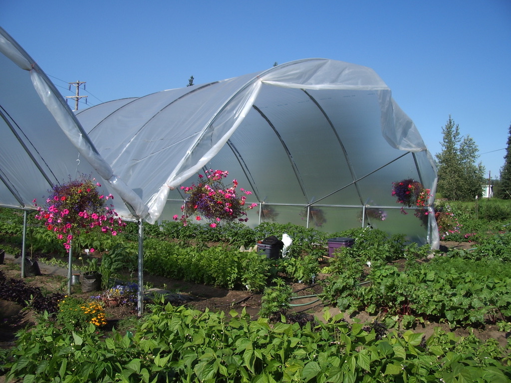 high tunnel with green snap beans and hanging baskets on outside of high tunnel